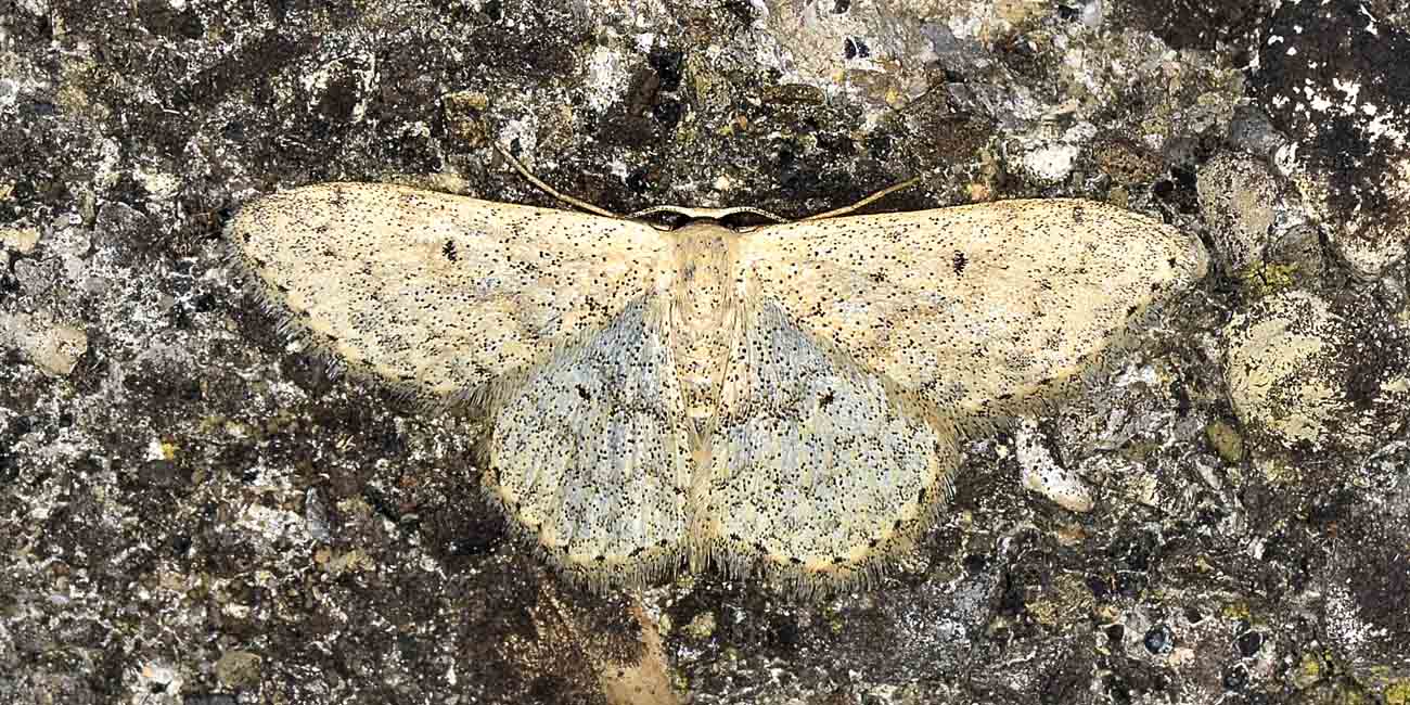 Geometridae - Scopula marginepunctata